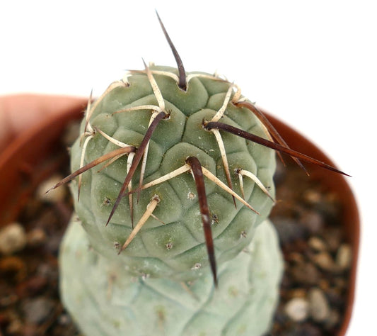 Tephrocactus geometricus Sukkulente Kaktee mit markanten weißen und braunen Dornen im Topf