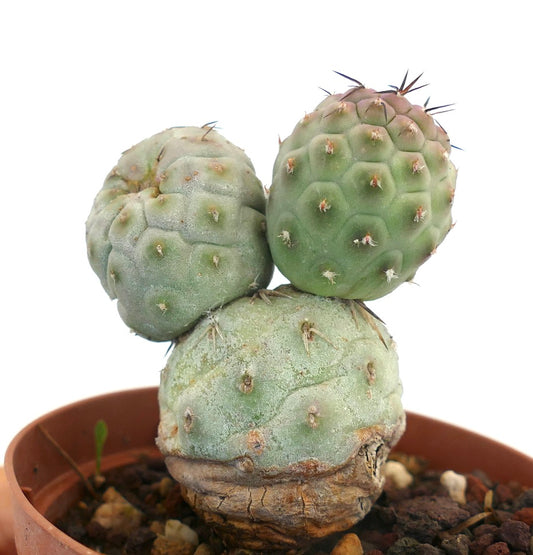 Tephrocactus geometricus succulent cactus with rounded segmented stems and sparse brown spines