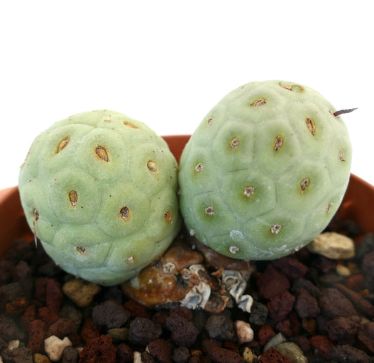Tephrocactus geometricus rare succulent cactus with rounded segmented pale green stems and small spines