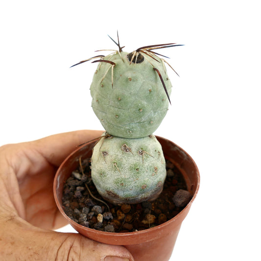 Tephrocactus geometricus sukkulent kaktus med to globulære segmenter og lange brune torner