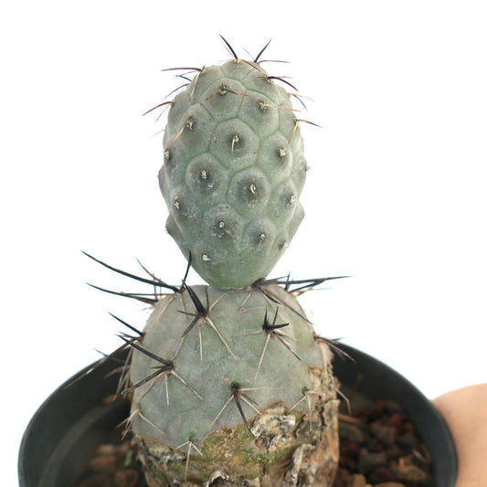 Tephrocactus geometricus succulent cactus with distinctive black spines and textured green segments