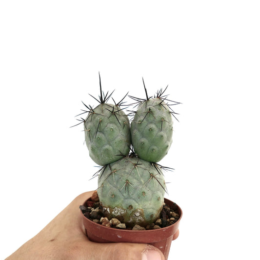 Tephrocactus geometricus succulent cactus with thick green pads and prominent black spines in pot