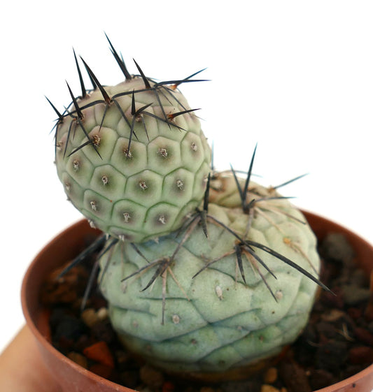 Tephrocactus geometricus succulent cactus with geometric pattern and long black spines in pot