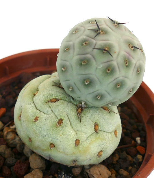 Tephrocactus geometricus succulent cactus with rounded segments and black spines in pot
