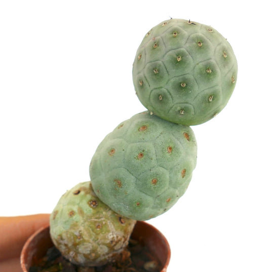Tephrocactus geometricus rare succulent cactus with rounded segmented green stems and small spines