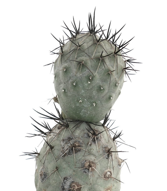 Tephrocactus geometricus succulent cactus with thick green stems and prominent black spines