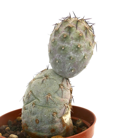 Tephrocactus geometricus succulent cactus with thick stems and prominent black spines in pot
