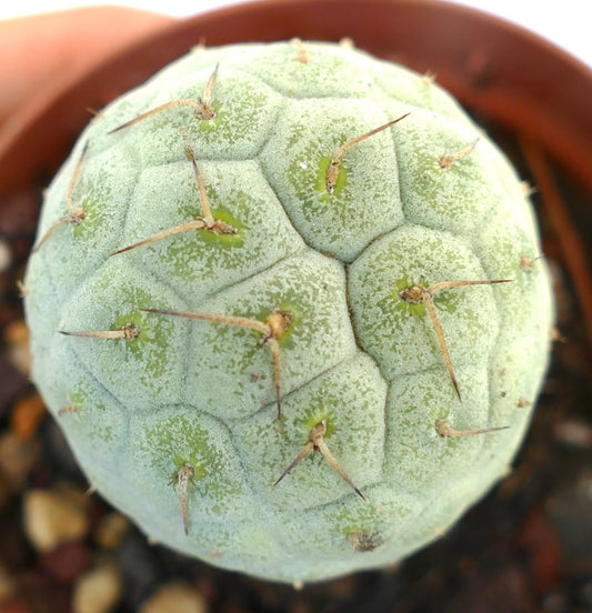 Tephrocactus geometricus succulent cactus with pale green segmented body and brown spines