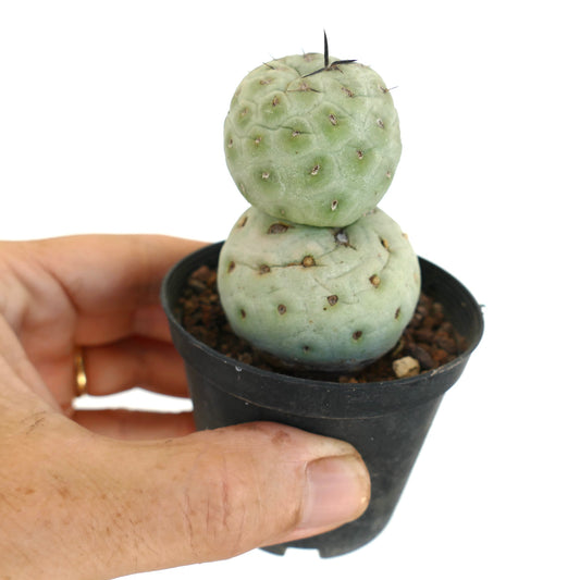 Tephrocactus geometricus kleine vetplant cactus met afgeronde segmenten en verspreide zwarte stekels in pot