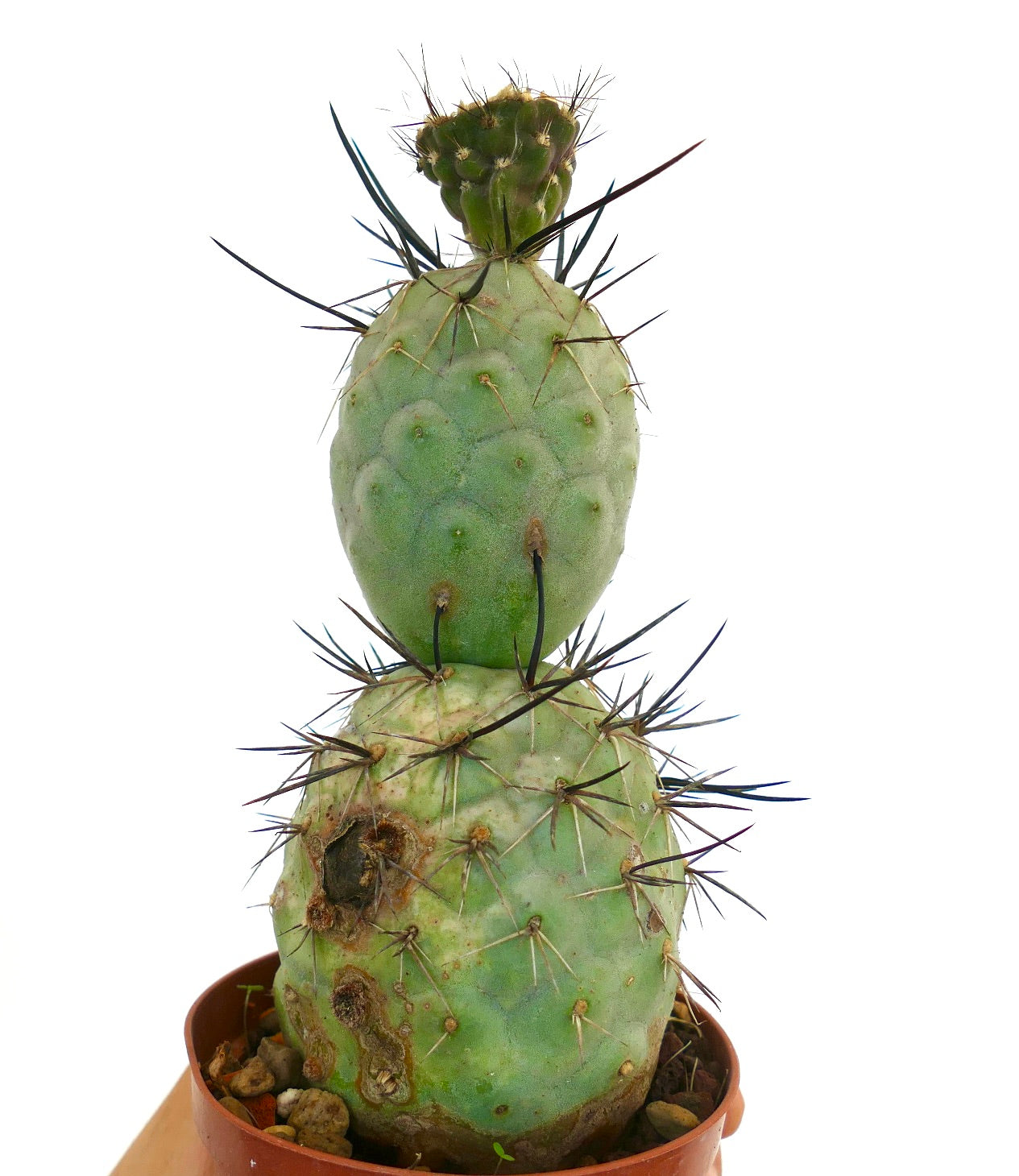 Tephrocactus geometricus succulent cactus with thick green pads and long black spines in pot