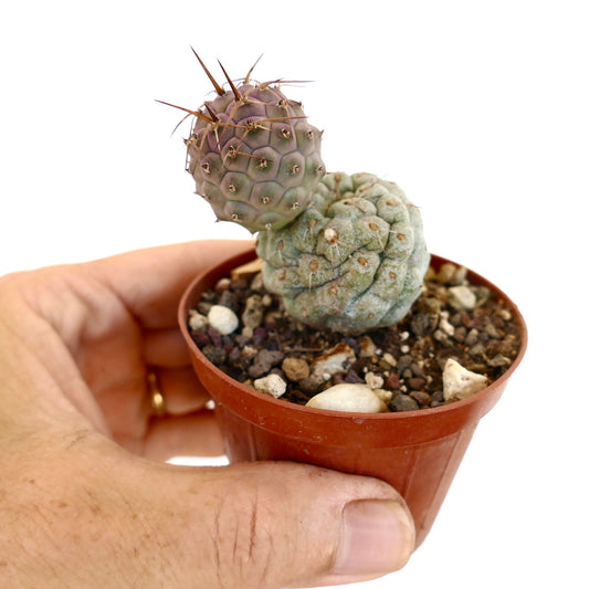 Tephrocactus geometricus Sukkulente Kaktee mit segmentiertem Körper und langen braunen Stacheln im Topf