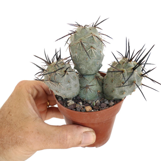 Tephrocactus geometricus Sukkulente mit drei abgerundeten Köpfen und markanten schwarzen Dornen im Topf