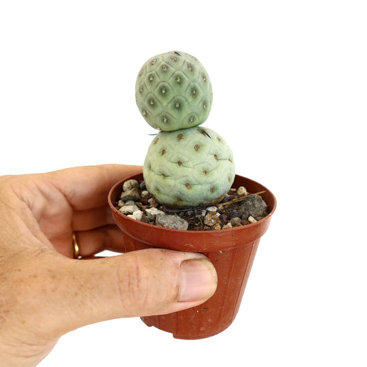 Tephrocactus geometricus rare succulent cactus with rounded segmented pale green stems in pot