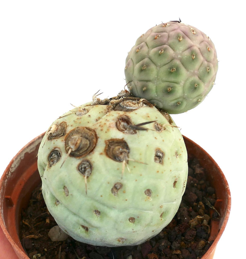 Tephrocactus geometricus succulent cactus with rounded segments and short black spines in pot