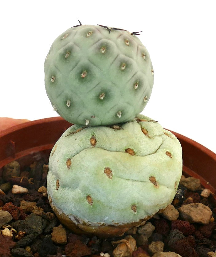 Tephrocactus geometricus rare succulent cactus with rounded segments and black spines in pot