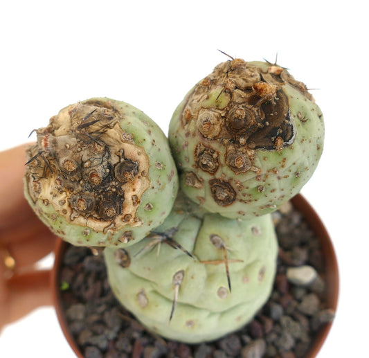 Tephrocactus geometricus succulent cactus with rounded segments and small spines in pot