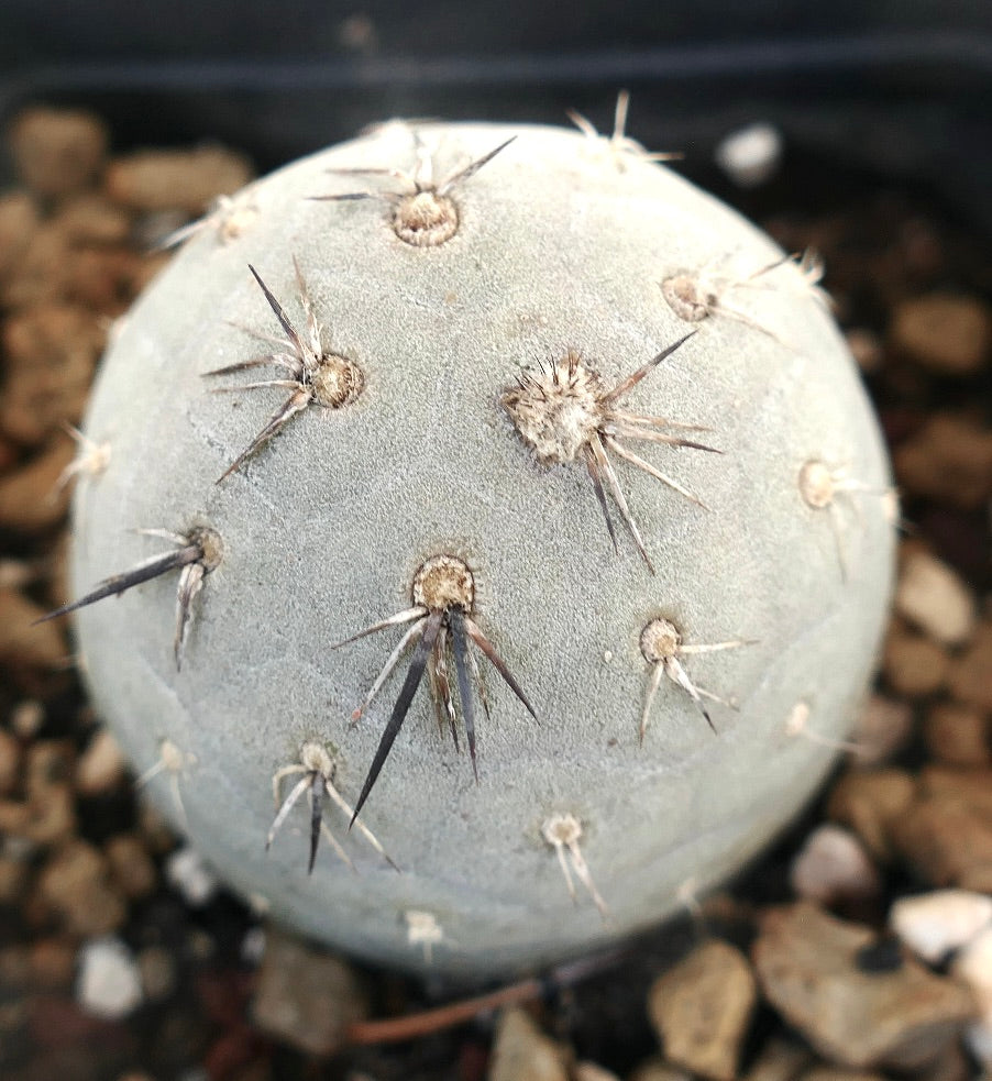 Tephrocactus geometricus round gray succulent cactus with sparse dark spines and textured surface