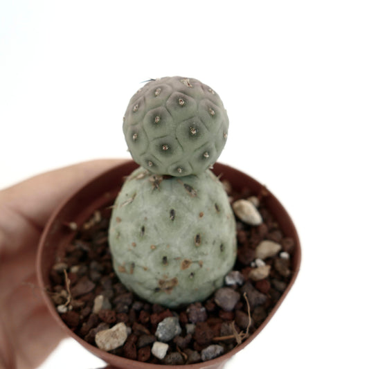 Tephrocactus geometricus succulent cactus with rounded segmented stems and small spines in pot