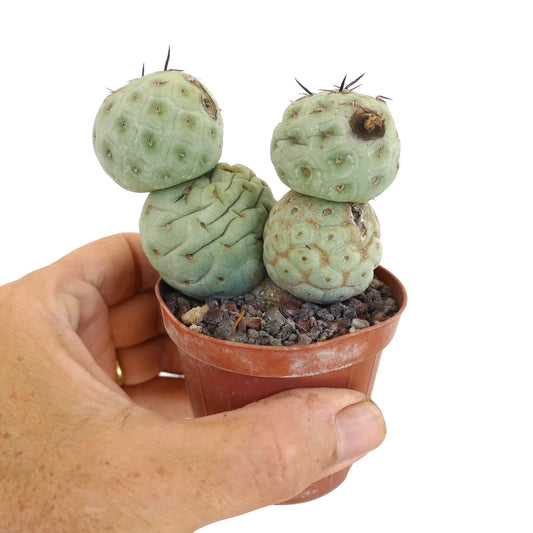 Tephrocactus geometricus Sukkulente mit rund segmentierten Stielen und schwarzen Stacheln im Topf