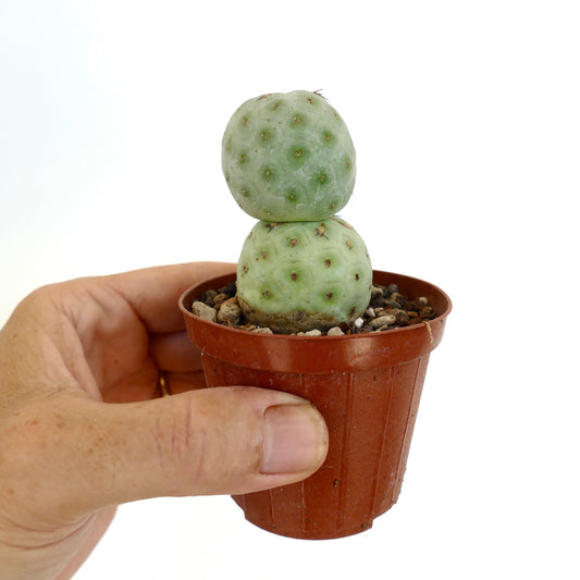 Tephrocactus geometricus succulent cactus with rounded segmented stems and small spines in pot