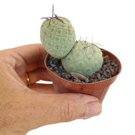 Tephrocactus geometricus Sukkulente mit gerundeten Segmenten und markanten schwarzen Dornen in kleinem Topf