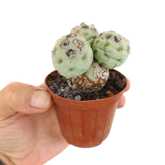 Tephrocactus geometricus small rare succulent cactus with rounded segmented stems and spines