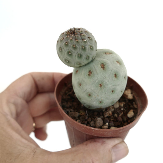 Tephrocactus geometricus succulent cactus with rounded, segmented pale green stems in small pot