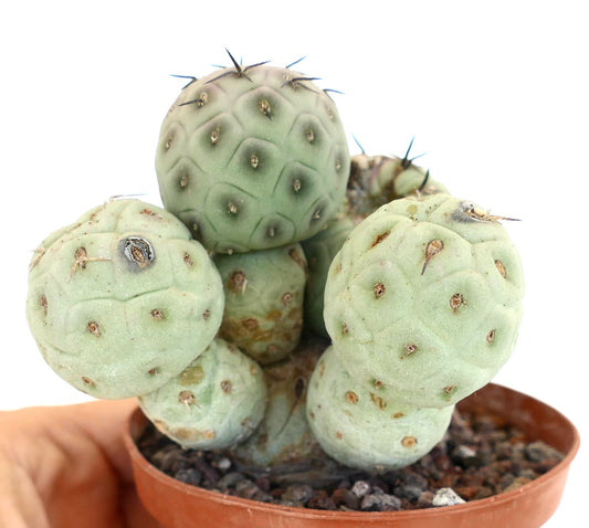 Tephrocactus geometricus sukkulent kaktus med avrundede segmenterte hoder og korte torner i potte