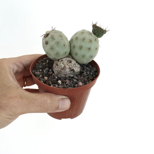 Tephrocactus geometricus small succulent cactus with rounded segmented stems and sparse spines in pot