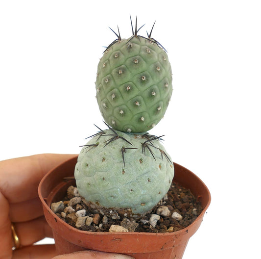 Tephrocactus geometricus zeldzame vetplant cactus met zwarte stekels en gesegmenteerde groene stengels in pot