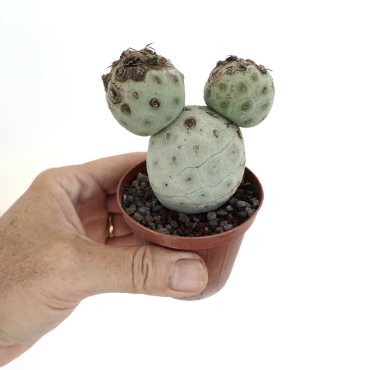 Tephrocactus geometricus rare succulent cactus with rounded segmented pale green stems and brown areoles