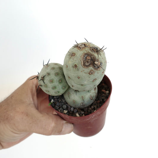 Tephrocactus geometricus succulent cactus with rounded segments and sparse dark spines in small pot