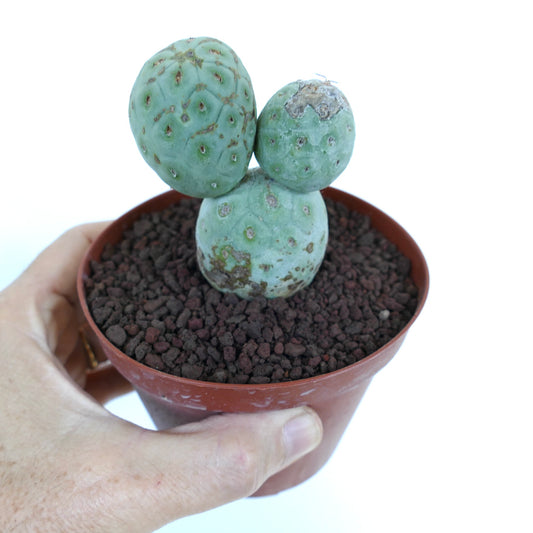 Tephrocactus geometricus rare succulent cactus with rounded segmented blue-green stems in pot