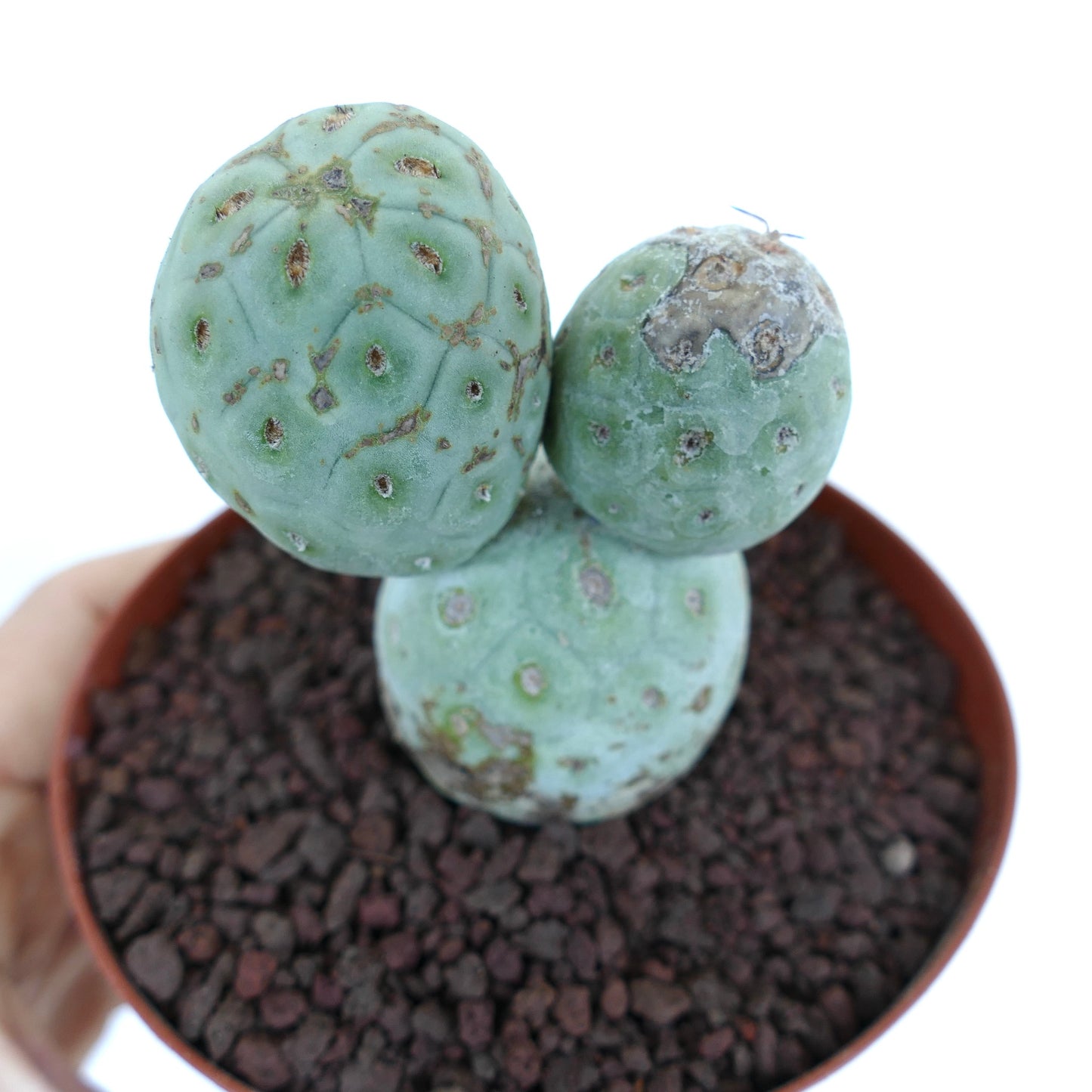 Tephrocactus geometricus rare succulent cactus with rounded, segmented green stems and textured surface