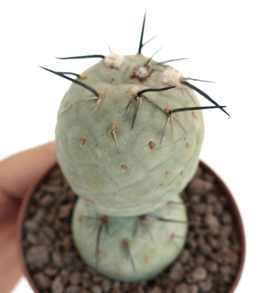 Tephrocactus geometricus succulent cactus with round segmented stems and prominent black spines