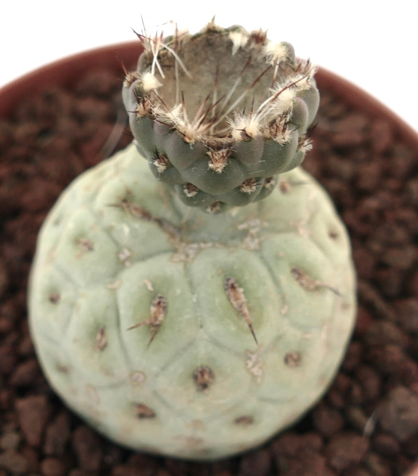 Tephrocactus geometricus rare succulent cactus with rounded segments and small spines