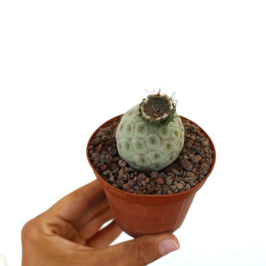 Tephrocactus geometricus sjelden sukkulent kaktus med avrundet, mønstret stamme og spredte pigger i potte