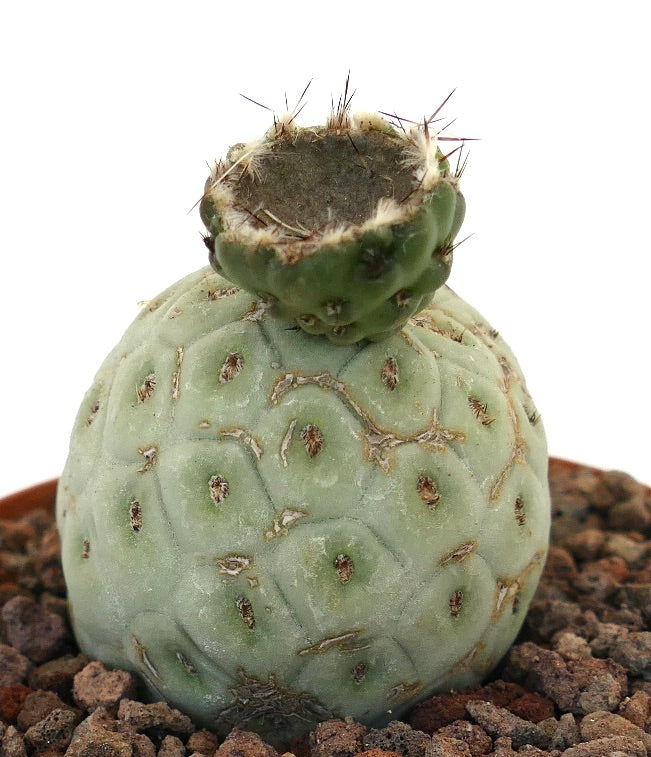 Tephrocactus geometricus sjelden sukkulent kaktus med avrundede segmenterte stammer og pigger