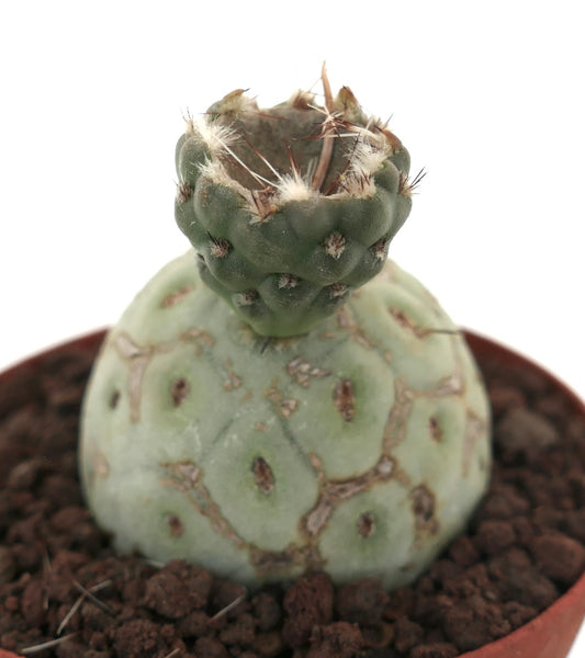 Tephrocactus geometricus raro cactus succulento con base arrotondata e cima spinosa con gambo innestato