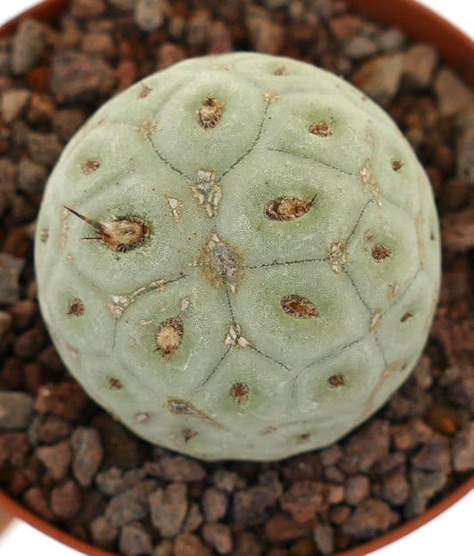 Tephrocactus geometricus sjelden sukkulent kaktus med avrundet, blekgrønt segmentert kropp og små pigger