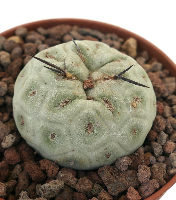 テフロカクタス・ジオメトリクス 小さな丸い多肉植物のサボテン、灰緑色の胴体と黒い棘付き