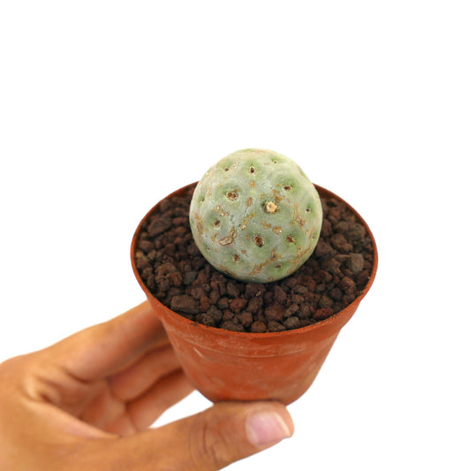 Tephrocactus geometricus liten rund sukkulent kaktus med teksturert grønn overflate i potte