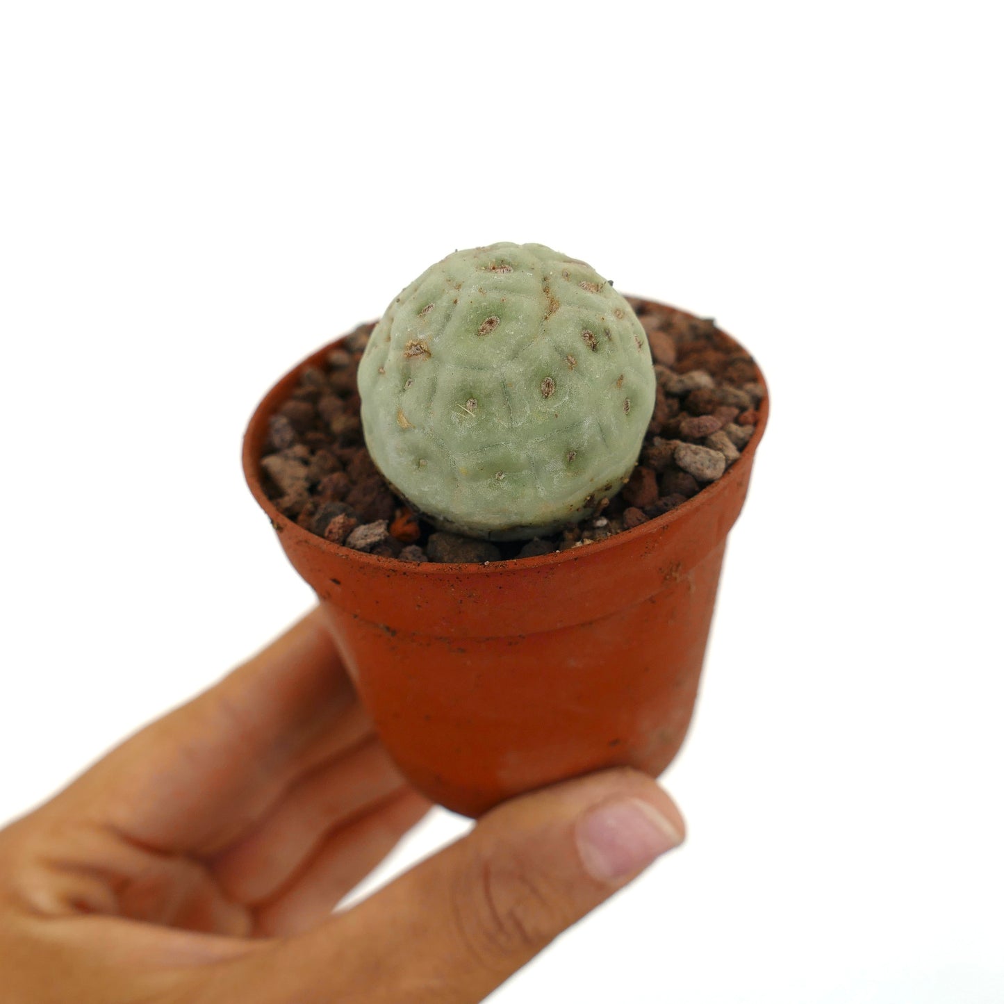 Tephrocactus geometricus piccolo cactus succulento rotondo con corpo segmentato verde pallido in vaso
