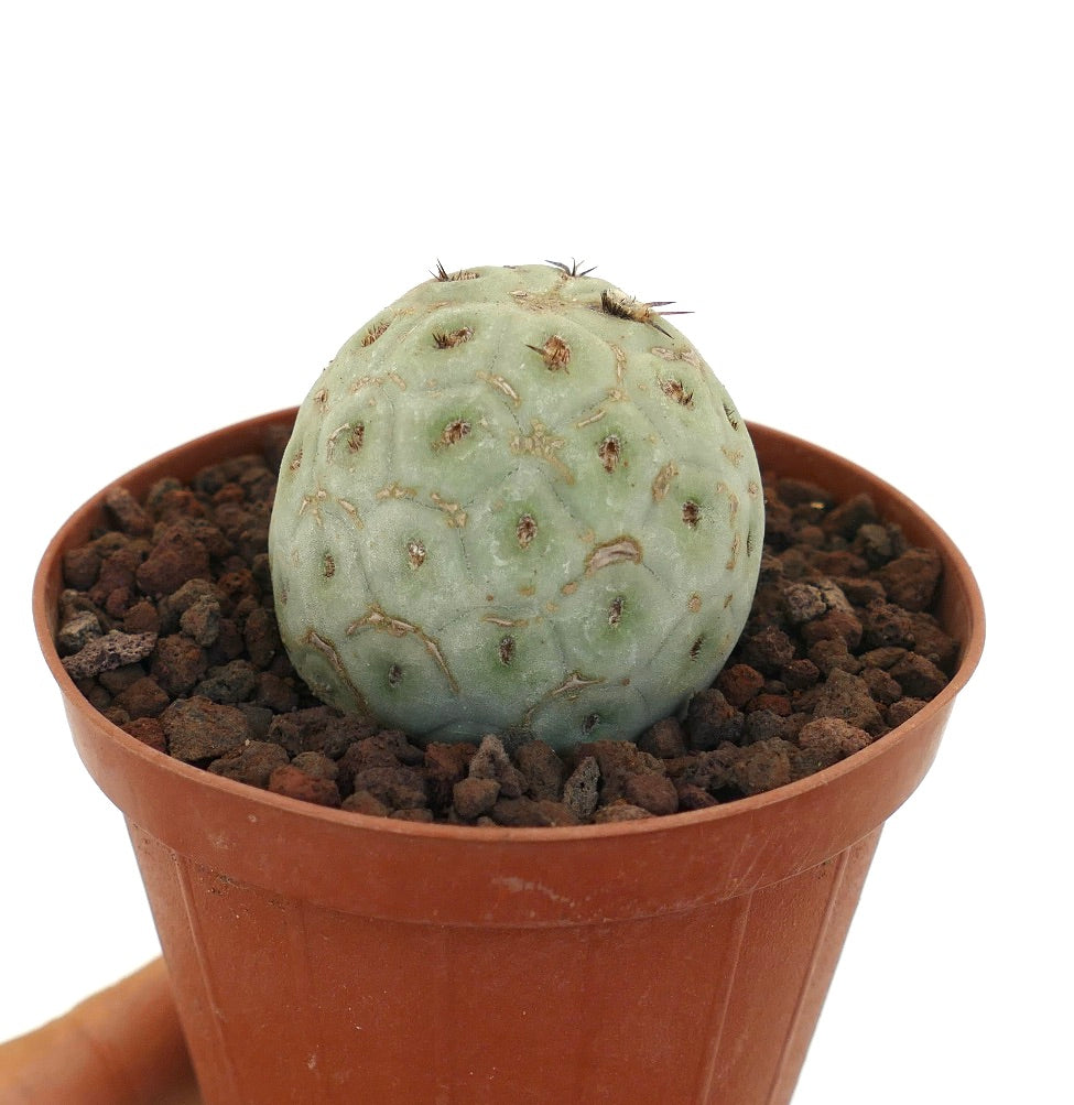 Tephrocactus geometricus small round succulent cactus with pale green segmented body and sparse spines