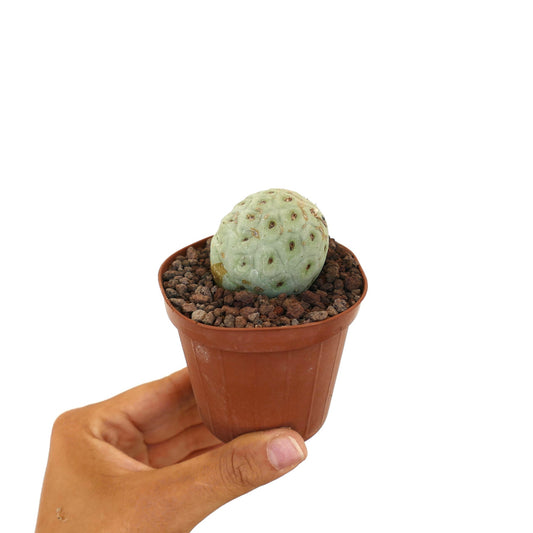 Tephrocactus geometricus liten rund sukkulent kaktus med blek grønn segmentert kropp og brune areoler