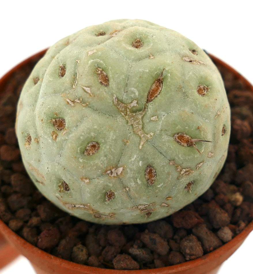 Tephrocactus geometricus rund blek grønn sukkulent kaktus med små brune areoler og én torn