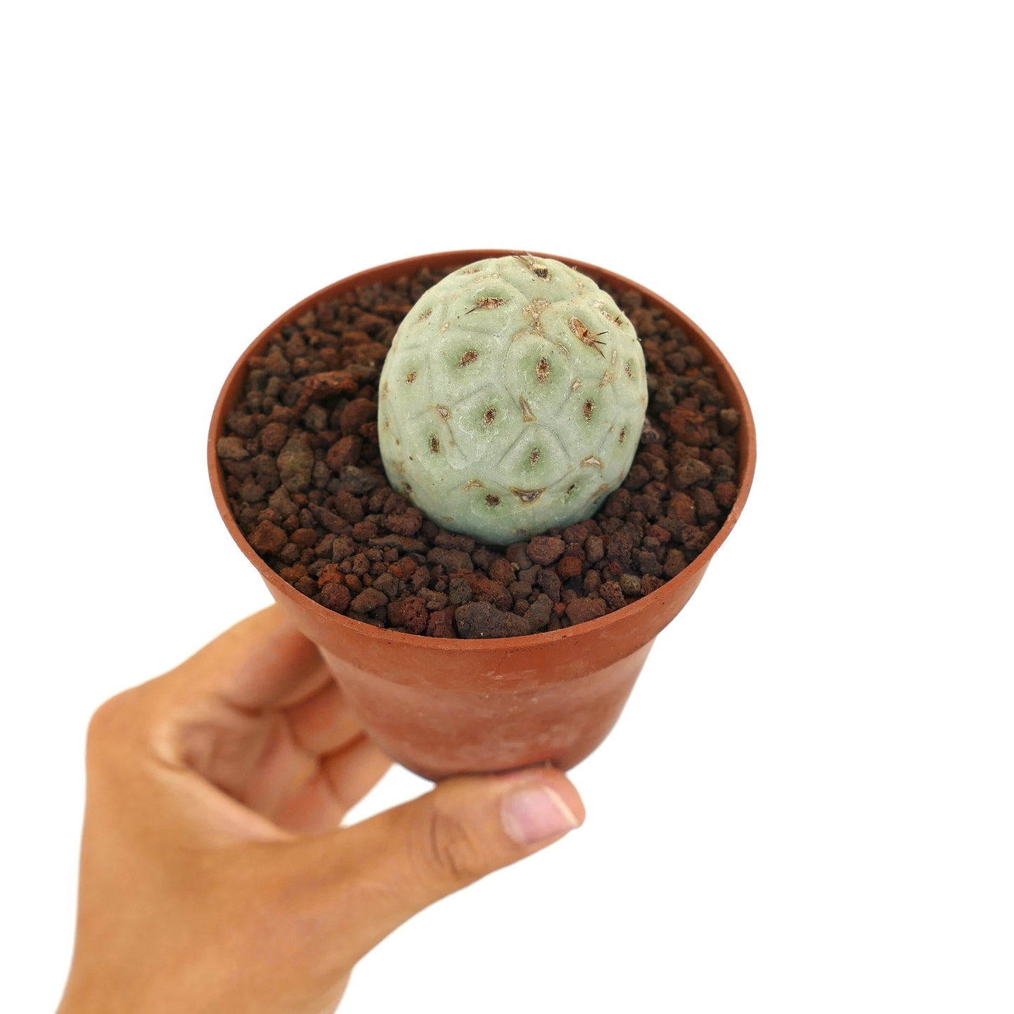 Tephrocactus geometricus small round succulent cactus with pale green segmented body and tiny spines
