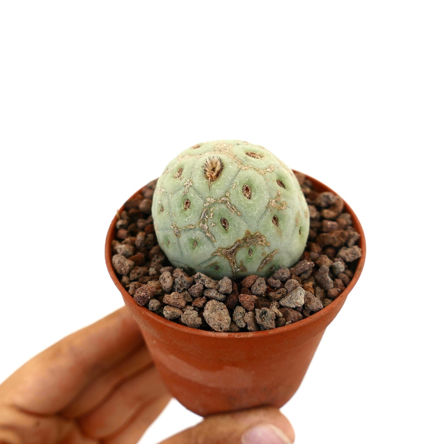 Tephrocactus geometricus cacto suculento pequeno e arredondado com corpo segmentado verde pálido e espinhos esparsos