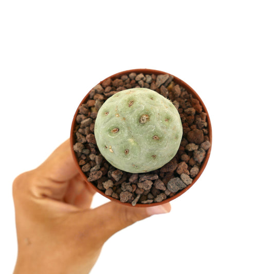 Tephrocactus geometricus small round succulent cactus with pale green segmented body
