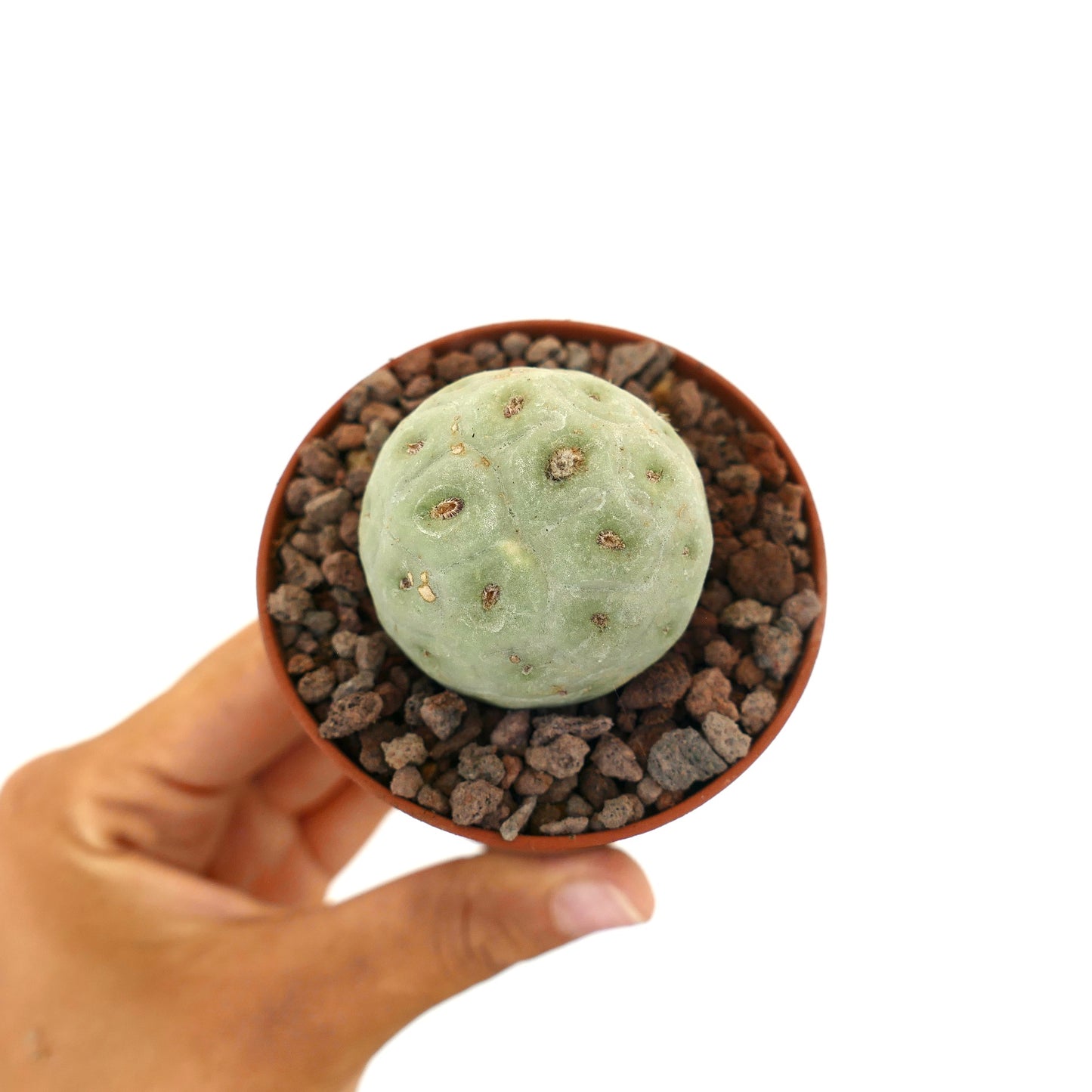 Tephrocactus geometricus pequeño cactus suculento redondo con cuerpo segmentado verde pálido